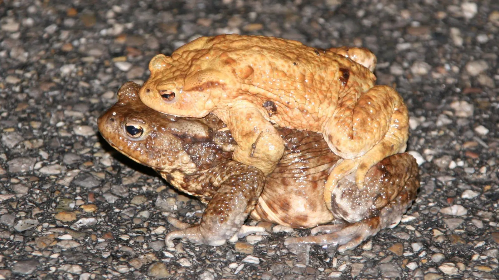 Es ist Laichzeit und Amphibien wandern zu den Gewässern. Autofahrer werden gebeten, an ausgeschilderten Stellen im Münchner Landkreis langsam zu fahren.  (Foto: Landratsamt München)