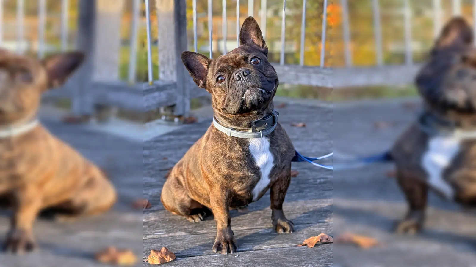 Französische Bulldogge Smoky. (Foto: Tierheim Riem)