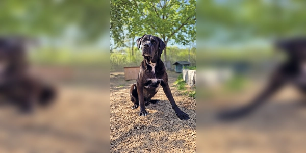Don ist ein Doggen-Mischling mit viel Temperament. (Foto: Tierheim Riem)