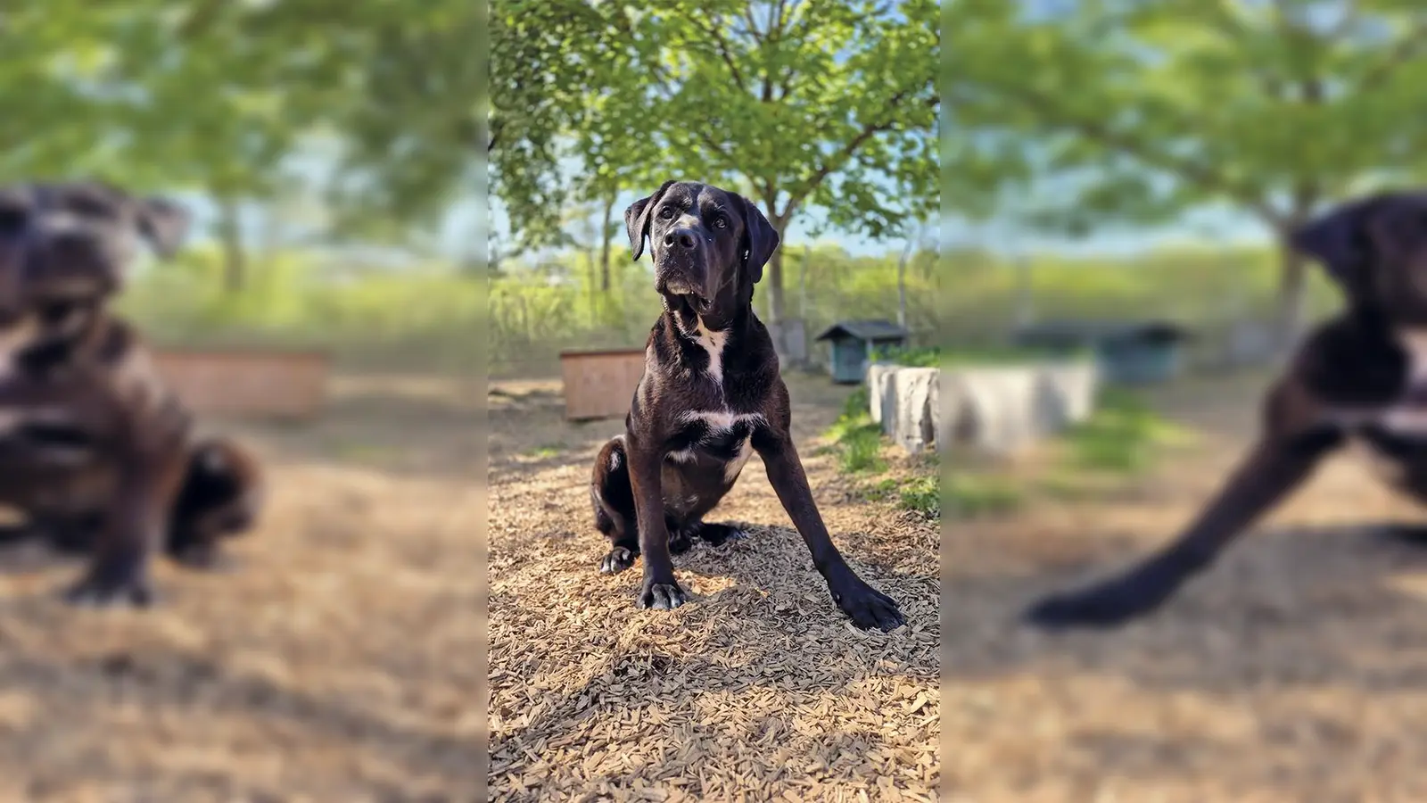 Don ist ein Doggen-Mischling mit viel Temperament. (Foto: Tierheim Riem)