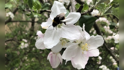 Wer so schöne Apfelblüten im Frühling haben möchte, die noch dazu Bienennahrung spenden, kann sich für einen Obstbaum bewerben,  (Foto: pst)