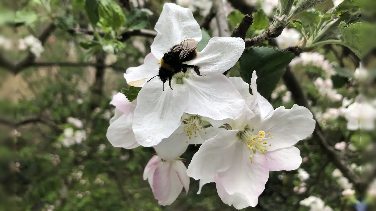 Wer so schöne Apfelblüten im Frühling haben möchte, die noch dazu Bienennahrung spenden, kann sich für einen Obstbaum bewerben,  (Foto: pst)
