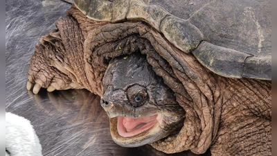 Schnappschildkröte „Mjöllnir” ist ab sofort in München zu Hause. Die Reptilienauffangstation sucht für sie und ihre Artgenossen nach Paten.  (Foto: Reptilienauffangstation München)