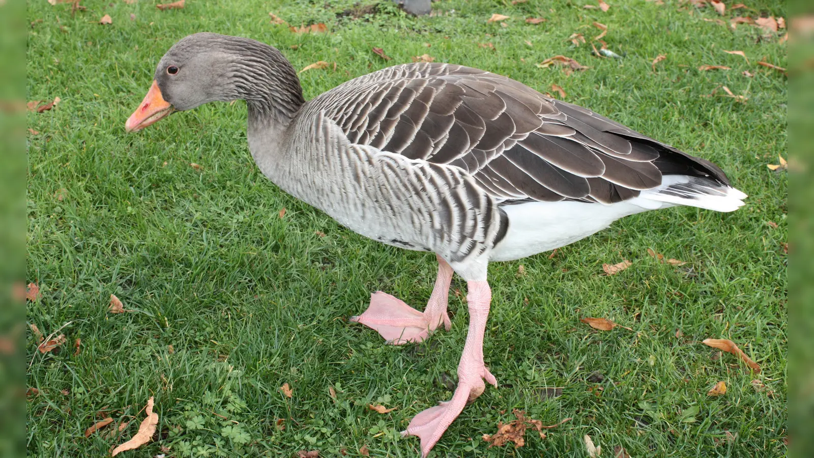 Fühlt sich im Westpark recht wohl: eine der vielen Gänse. (Foto: job)