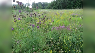 Unter dem Titel "Blühende Wiesen, Feldraine und Brachen" legt der Landkreis München heuer den Schwerpunkt auf die Anlage mehrjähriger Blühflächen. (Foto: LRA München)