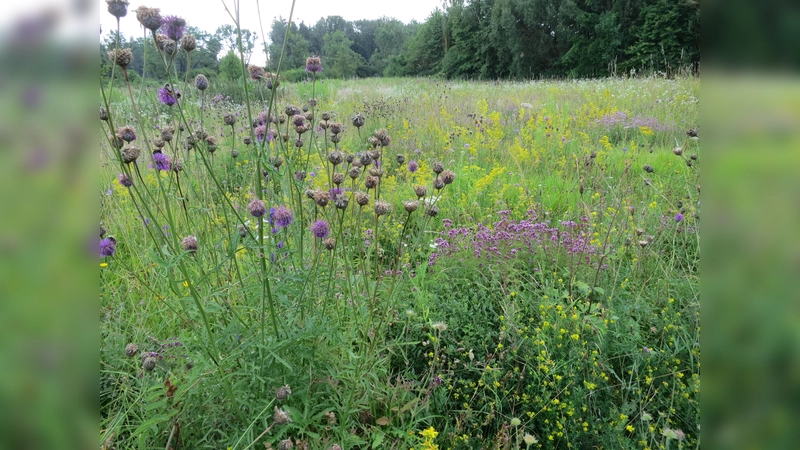 Unter dem Titel "Blühende Wiesen, Feldraine und Brachen" legt der Landkreis München heuer den Schwerpunkt auf die Anlage mehrjähriger Blühflächen. (Foto: LRA München)