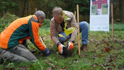 Landrat Robert Niedergesäß pflanzte den ersten Baum im Ebersberger Forst. Am Ende sollen es rund 10.000 Bäume werden. (Foto: Energieagentur EBE)
