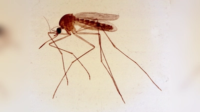 Die gewöhnliche Steckmücke. Auch sie ist erfüllt eine wichtige Aufgabe. (Foto: CC BY-SA 3.0)