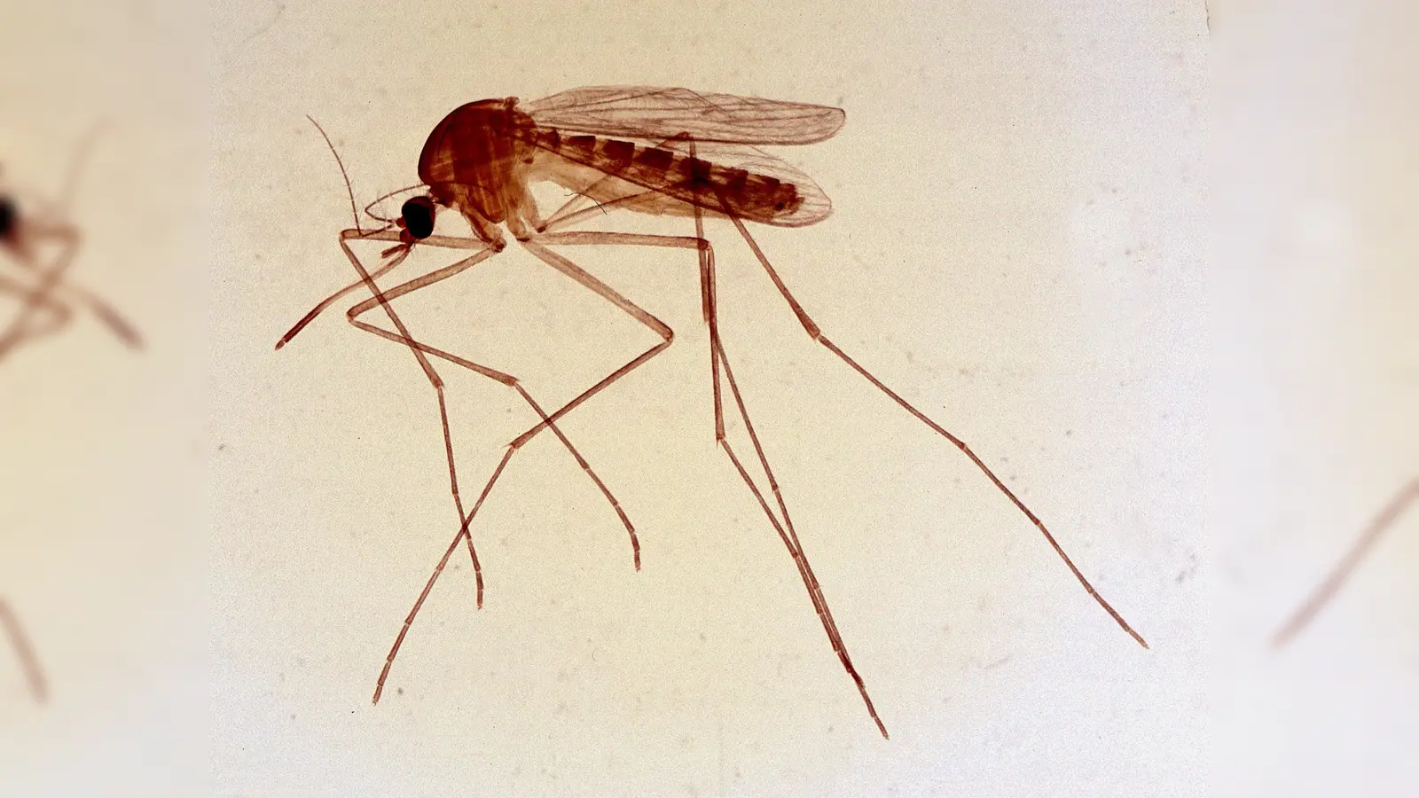 Die gewöhnliche Steckmücke. Auch sie ist erfüllt eine wichtige Aufgabe. (Foto: CC BY-SA 3.0)