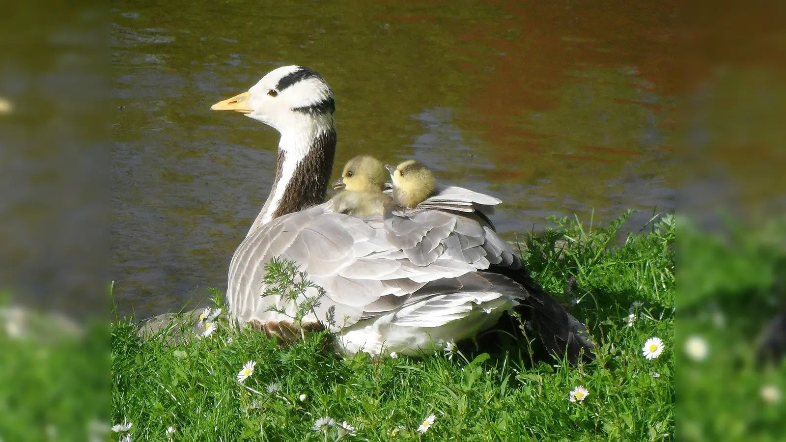 Streifengänse brüten am Kleinhesseloher See, aber ziehen ihren Nachwuchs am Teehaus auf. (Foto: Silke Sorge)