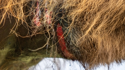 Bei ihrem Jubiläumsfest veranstaltete die Taufkirchner Feuerwehr am 4. Juni ein Ochsen-und-Kamel-Rennen. „Mindestens ein Kamel wies eine blutige Wunde an der Kehle auf”, schreibt PETA mit Hinblick auf die von Animal Rebellion vor Ort gemachten Bilder wie dieses. (Foto: Animal Rebellion)