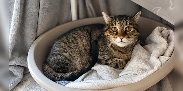 Beppi sucht ein ruhiges und verständnisvolles Zuhause, in dem man ihm die Zeit gibt, die er benötigt, um Vertrauen zu fassen. (Foto: Tierheim Riem)