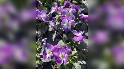 Den Grünen Daumen kann man sogar beruflich erlernen, versprochen! (Foto: hw)