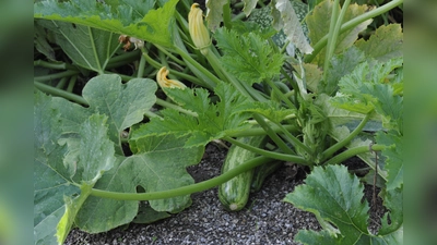 Zucchinis gibt es in verschiedenen Formen, Farben und Musterungen. Hier mit einer unterbrochen weiß gestreiften Frucht.  (Foto: Franz Hoeck)
