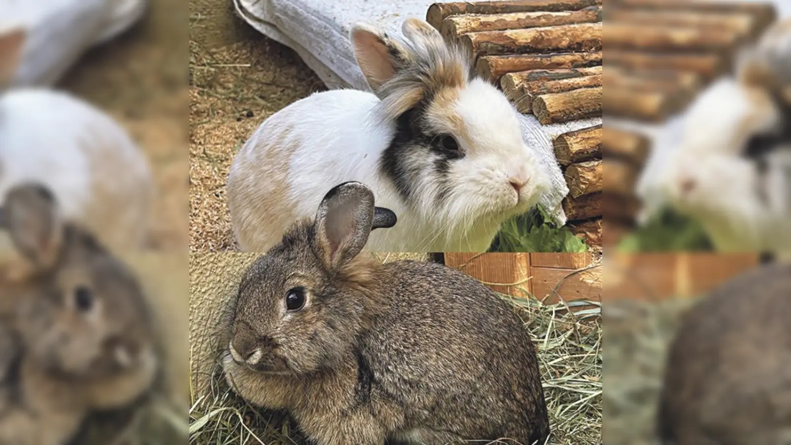 Nanna und Cody sind ein aufgewecktes Kaninchenpärchen. (Foto: Tierheim Riem)
