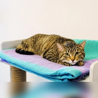 Kater Pauli ist noch etwas unsicher und ängstlich. (Foto: Tierheim Riem)