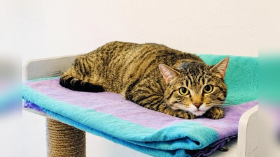 Kater Pauli ist noch etwas unsicher und ängstlich. (Foto: Tierheim Riem)