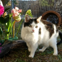 Churri ist eine menschenbezogene, verschmuste und temperamentvolle Katze mit viel Charakter. (Foto: Tierheim Riem)