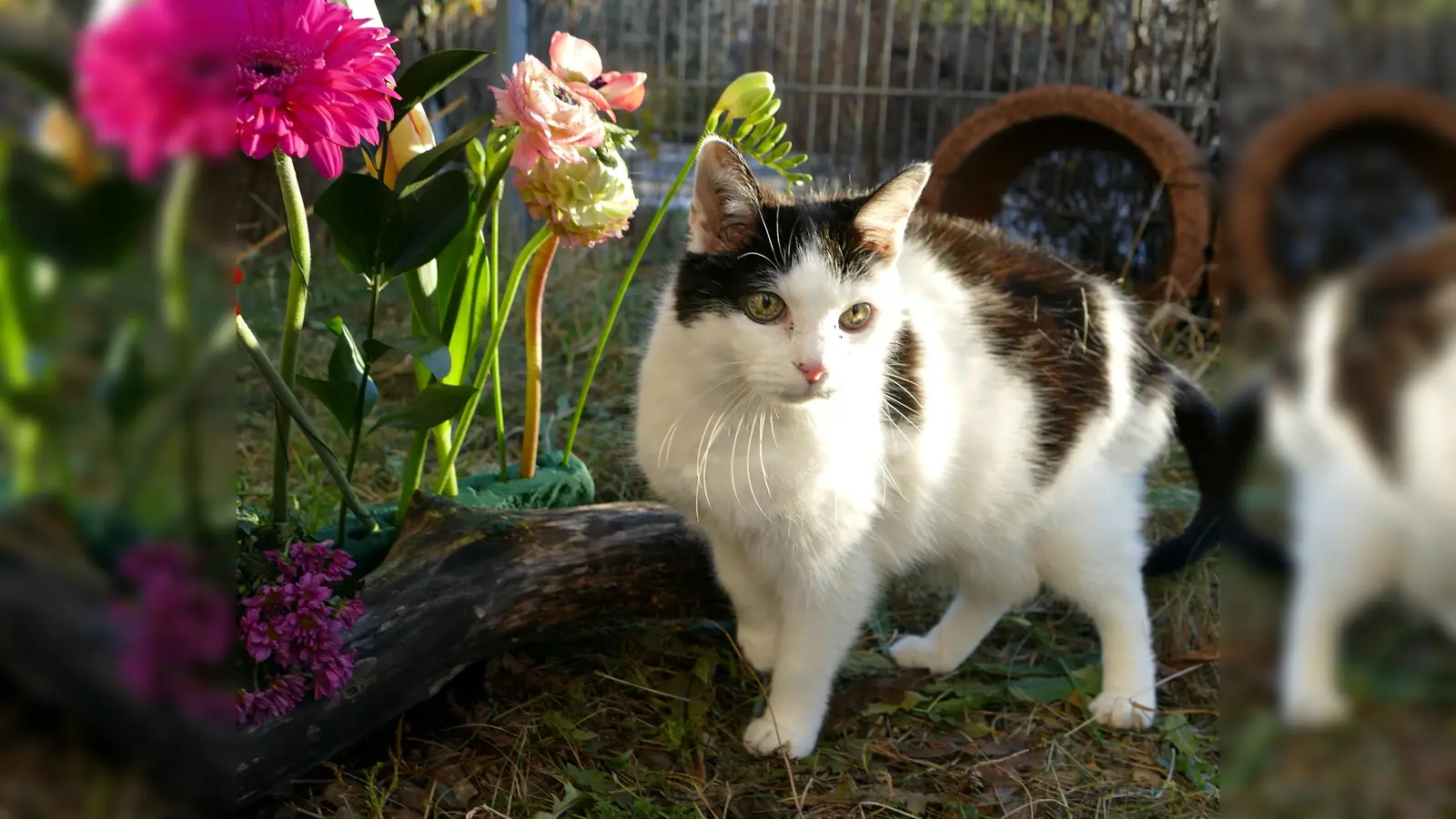 Churri ist eine menschenbezogene, verschmuste und temperamentvolle Katze mit viel Charakter. (Foto: Tierheim Riem)