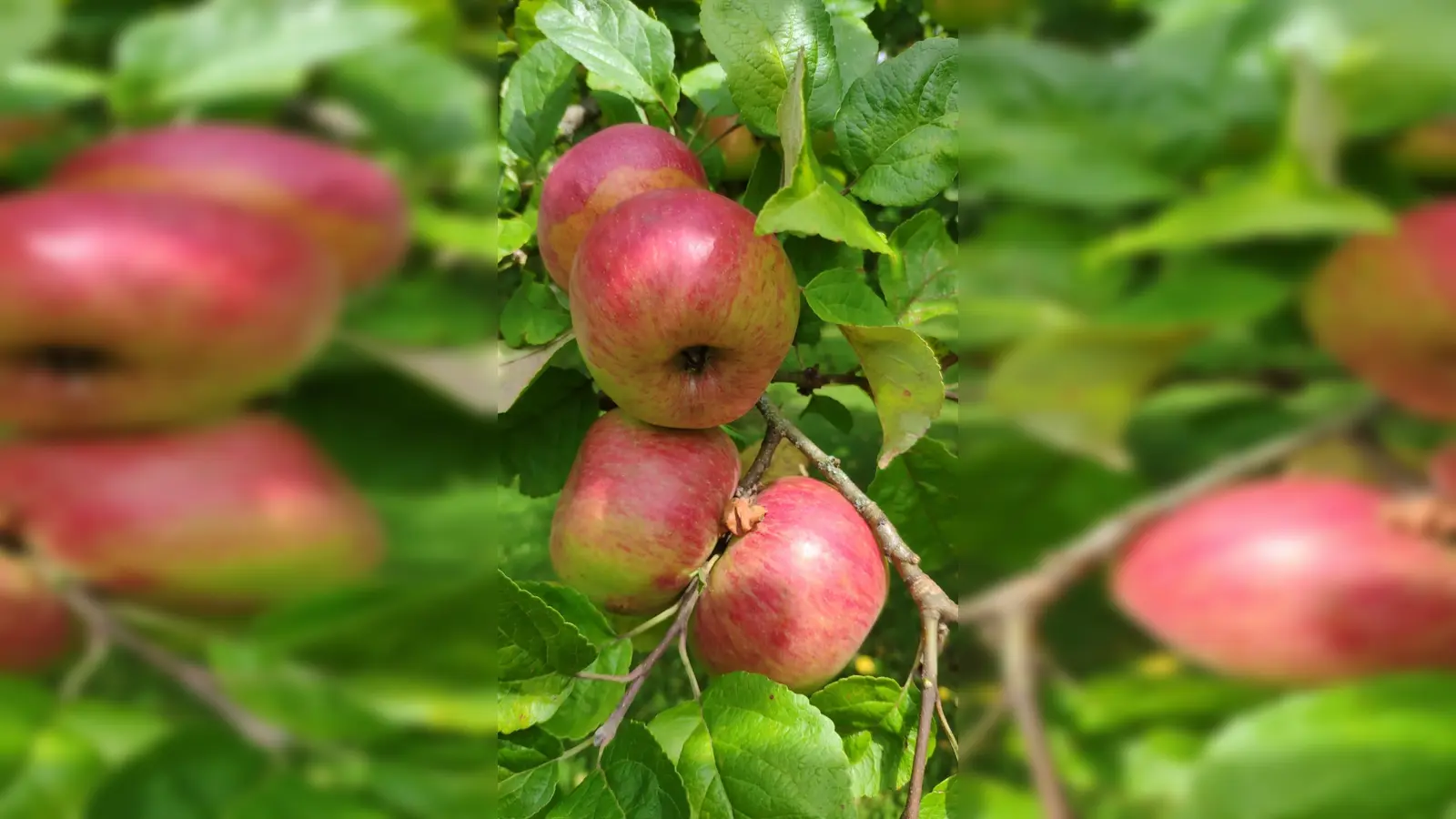 Der Obst- und Gartenbauverein Hartmannshofen hat seine Obstpresse in Betrieb genommen. (Foto: Verein)