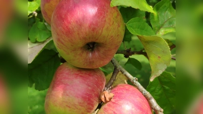 Der Obst- und Gartenbauverein Hartmannshofen hat seine Obstpresse in Betrieb genommen. (Foto: Verein)