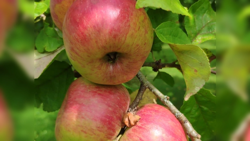 Beim Obst- und Gartenbauverein Hartmannshofen kann jeder Äpfel, Birnen und Quitten zu Saft pressen lassen. (Foto: Obst- und Gartenbauverein Hartmannshofen )