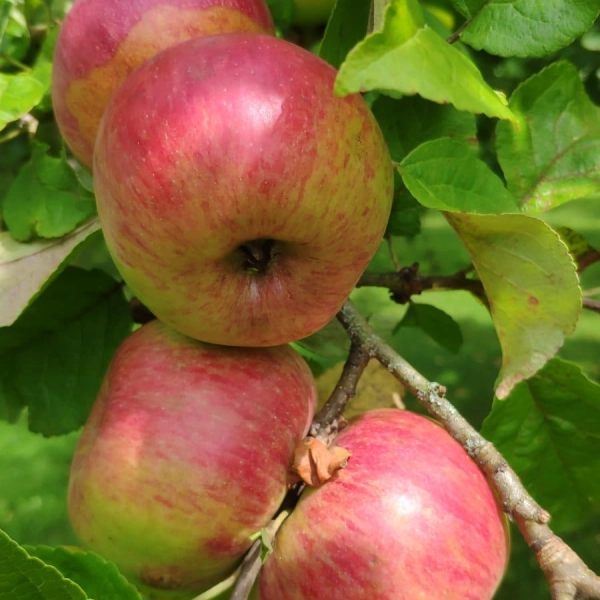 Beim Obst- und Gartenbauverein Hartmannshofen kann jeder Äpfel, Birnen und Quitten zu Saft pressen lassen. (Foto: Obst- und Gartenbauverein Hartmannshofen )
