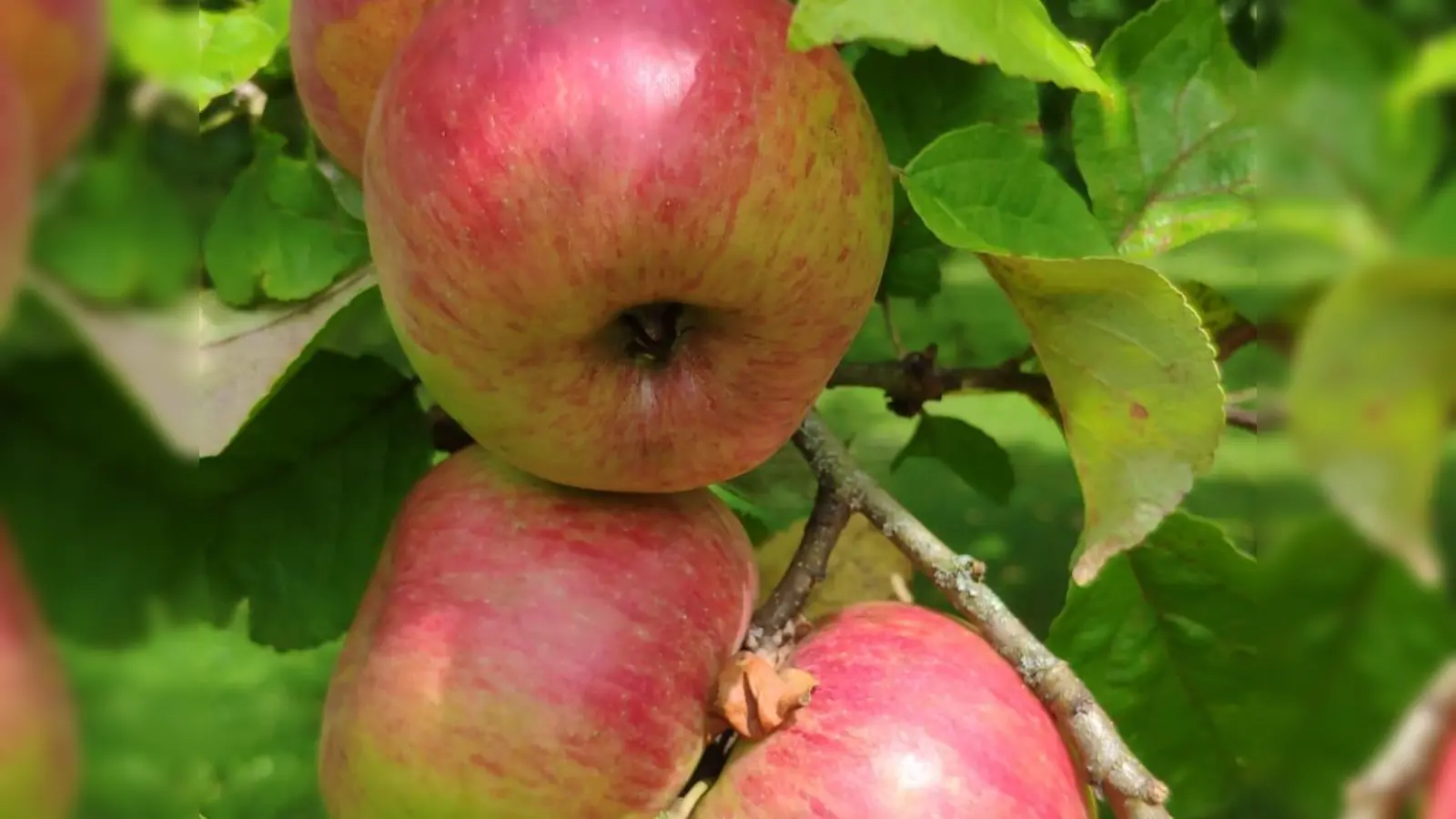 Beim Obst- und Gartenbauverein Hartmannshofen kann jeder Äpfel, Birnen und Quitten zu Saft pressen lassen. (Foto: Obst- und Gartenbauverein Hartmannshofen )