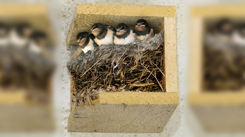 Vier gewinnt: Dieses fröhliche Schwalbenquartett wächst munter in einer künstlichen Nisthilfe auf. Diese gibt es jetzt kostenlos im Landkreis Weilheim-Schongau (Foto: Klaus Janke)