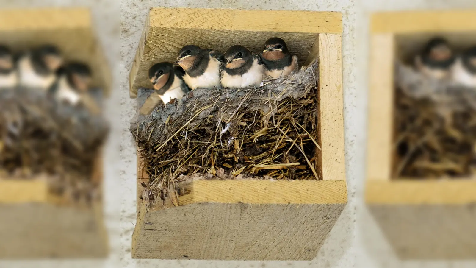 Vier gewinnt: Dieses fröhliche Schwalbenquartett wächst munter in einer künstlichen Nisthilfe auf. Diese gibt es jetzt kostenlos im Landkreis Weilheim-Schongau (Foto: Klaus Janke)