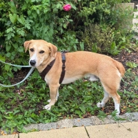 Der Mischlingsrüde „Milo” ist sportlich und sensibel und benötigt ein Zuhause bei hundeerfahrenen Menschen. (Foto: Tierheim Riem)