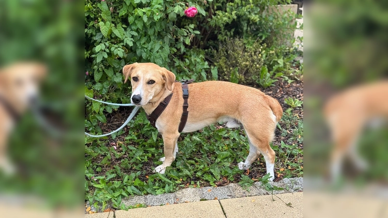 Der Mischlingsrüde „Milo” ist sportlich und sensibel und benötigt ein Zuhause bei hundeerfahrenen Menschen. (Foto: Tierheim Riem)