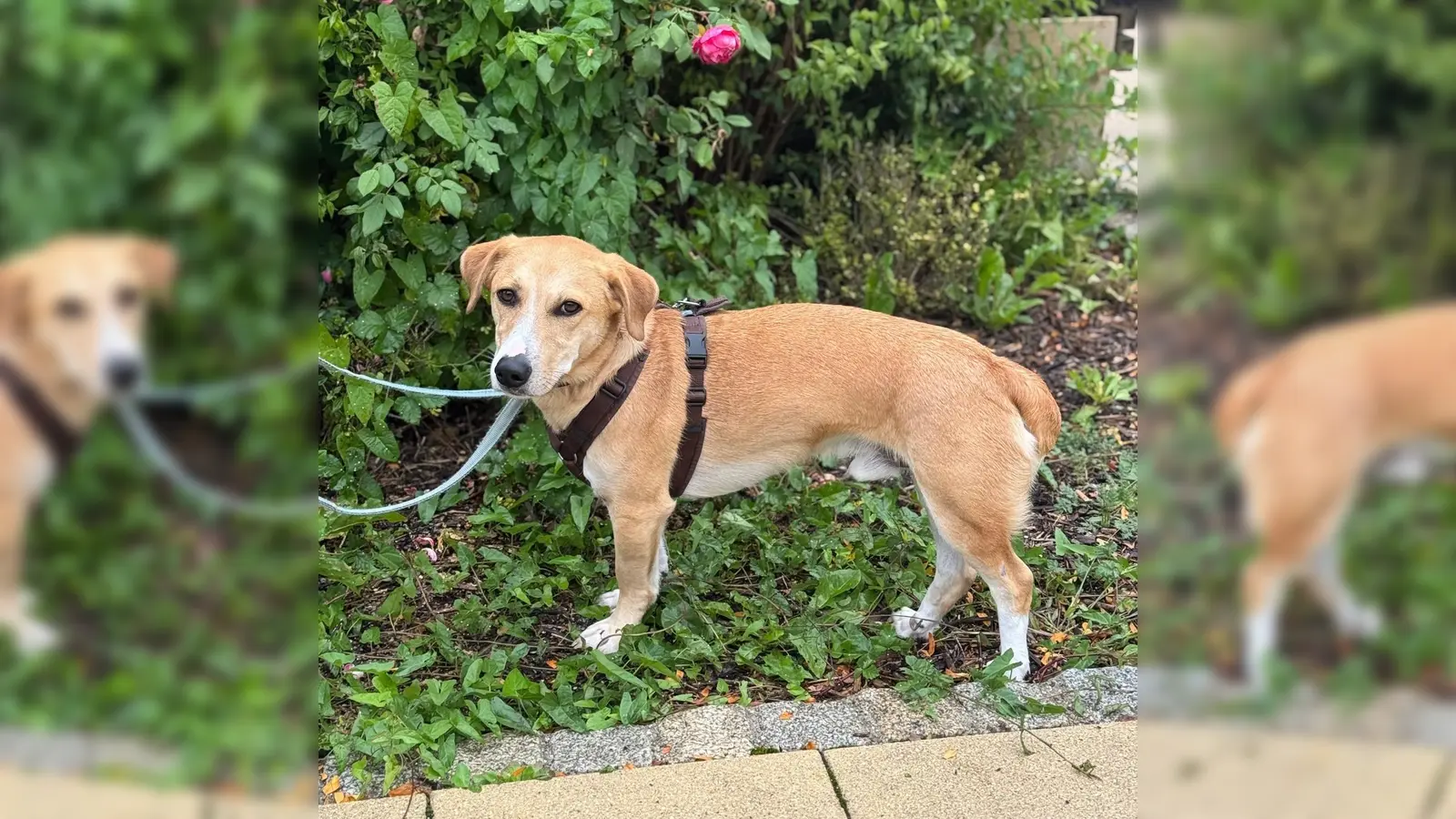 Der Mischlingsrüde „Milo” ist sportlich und sensibel und benötigt ein Zuhause bei hundeerfahrenen Menschen. (Foto: Tierheim Riem)