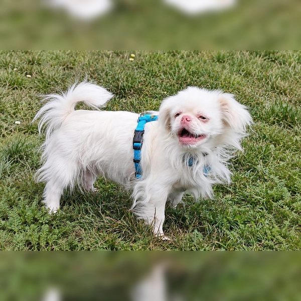 Kuki ist ein liebenswerter Pekinese, der sich gut für Familien mit Kindern eignet. (Foto: Tierheim Riem)