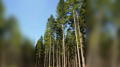 Der Forstenrieder Park ist die grüne Lunge vor den Toren der großen Stadt. Gegner des Südrings verweisen auf die unvermeidbare Zerstörung durch einen Autobahnbau. (Foto: job)