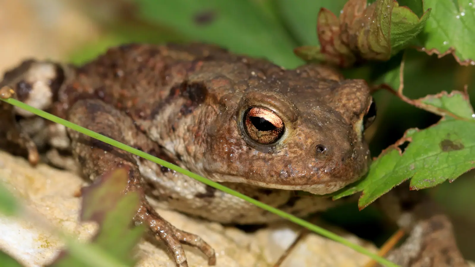 Durch das Aufstellen von Schutzzäunen werden Jahr für Jahr die Leben unzähliger Frösche, Kröten und Molche gerettet. (Foto: G. Rottenkolber)