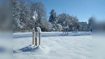 Auf dem Grundstück zwischen der Alersbergstraße und dem Sportheim haben zwei Zwetschgen- und fünf Apfelbäume Wurzeln geschlagen.  (Foto: Bund Naturschutz e.V., Ortsgruppe Starnberg)