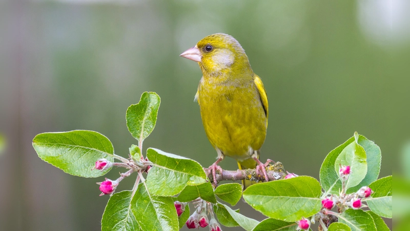 Auch der Grünfink singt wieder in Gärten und Parks. Wer ihn und seine gefiederten Kollegen bei der „Stunde der Gartenvögel hört oder sieht”, meldet ihn und kann dabei sogar noch einen Preis gewinnen.  (Foto: LBV, Andreas Giessler)