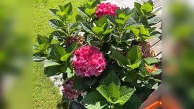 Beim „Tag der offenen Gartentür” kann man sein grünes Paradies präsentieren. Eine schöne Hortensie auf der gepflegten Terrasse und kurz geschorener Rasen im Hintergrund... (Foto: © Gemeinde Eching)