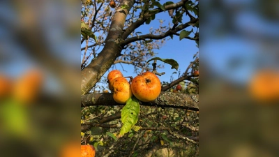 Äpfel an einem Baum. (Foto: pst)