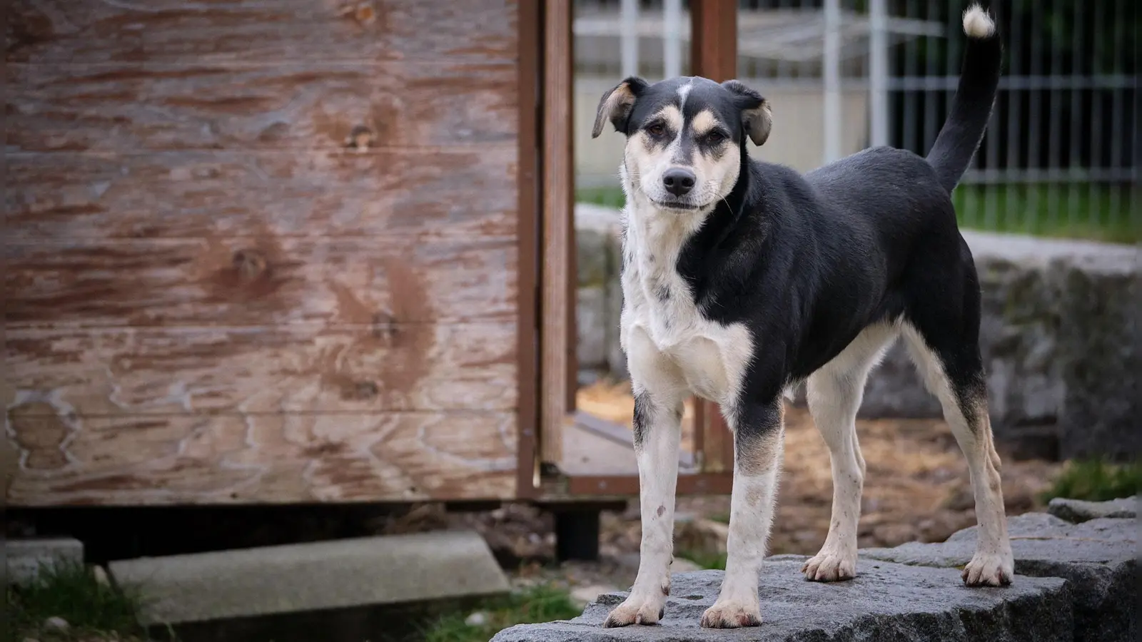 Bura ist einer von vielen Hunden, die gerne auf ein Faschingskostüm verzichten. (Foto: Tierschutzverein München e.V.)