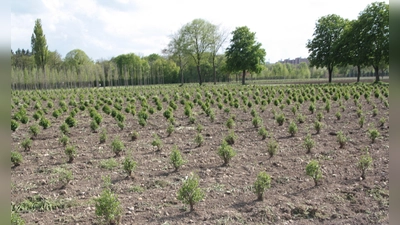 Die städtische Baumschule im Landschaftspark. „Unserer Baumschule mit ihrem ökologisch-nachhaltigen Betrieb ist einzigartig im ganzen Bundesgebiet, zudem ein wichtiges Naherholungsgebiet im Münchner Westen und die 'grüne Lunge' für Laim, Hadern und Pasing”, findet Stadträtin Sibylle Stöhr (Grüne). (Foto: job)