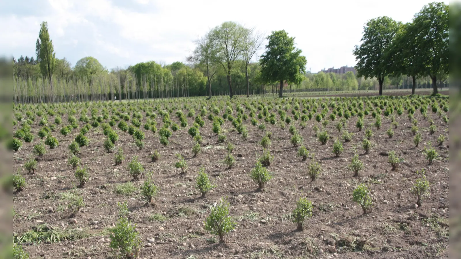 Die städtische Baumschule im Landschaftspark. „Unserer Baumschule mit ihrem ökologisch-nachhaltigen Betrieb ist einzigartig im ganzen Bundesgebiet, zudem ein wichtiges Naherholungsgebiet im Münchner Westen und die 'grüne Lunge' für Laim, Hadern und Pasing”, findet Stadträtin Sibylle Stöhr (Grüne). (Foto: job)