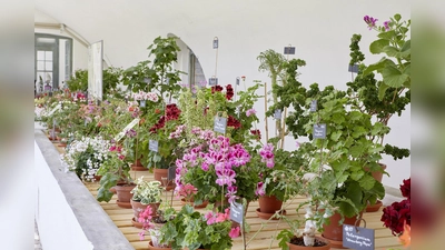 Die Pelargonien im Geranienhaus des Schlossparks sind noch bis zum 18. Mai zu sehen. (Foto:  Maria Scherf)