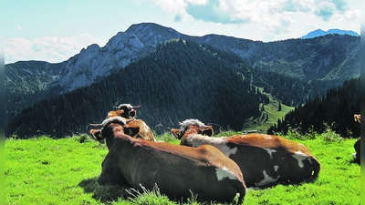 Ganz entspannt können diese Kühe in die Berge blicken. Ebenso ergeht es den Kühen, die in Holzkirchen weiter auf der Wiese grasen können.  (Foto: hw)