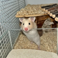 Goldhamster-Baby ‚Hamerica‘. (Foto: Tierheim Riem)