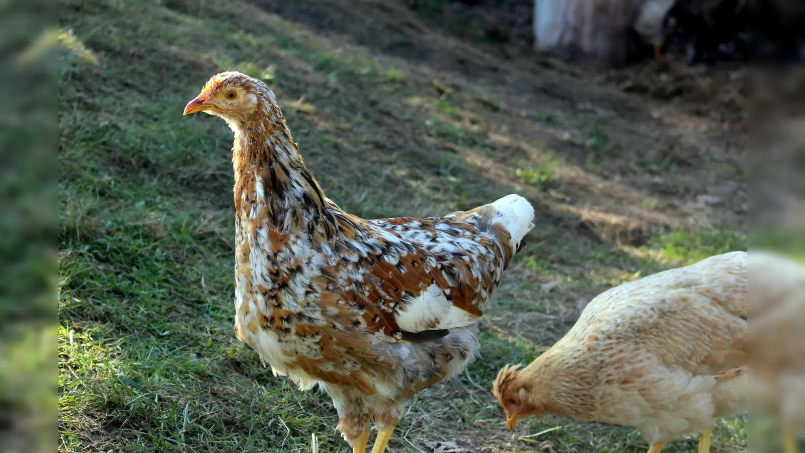 Planmäßig steht der Hühnerstall noch bis Ostern an der Waldorfschule Ismaning. (Foto: Schule)
