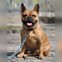 Französische Bulldogge Louie. (Foto: Tierheim Riem)