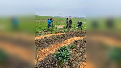 Auf dem ehemaligen Bio-Acker wird bereits kräftig gesät und gepflanzt.  (Foto: OVV Altomünster)