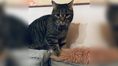 Zugunsten des Bundes der Katzenfreunde findet am kommenden Sonntag, 30. November, ein Flohmarkt statt. (Foto: hw)